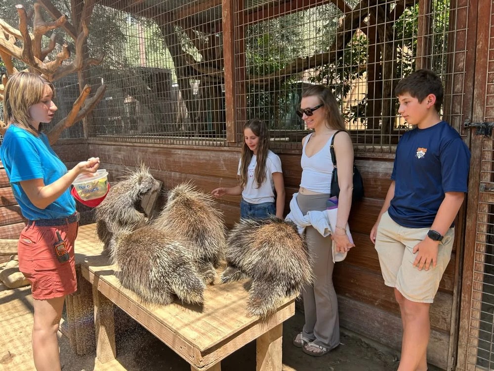 Guests meeting the porcupines on the Wildlife Tour